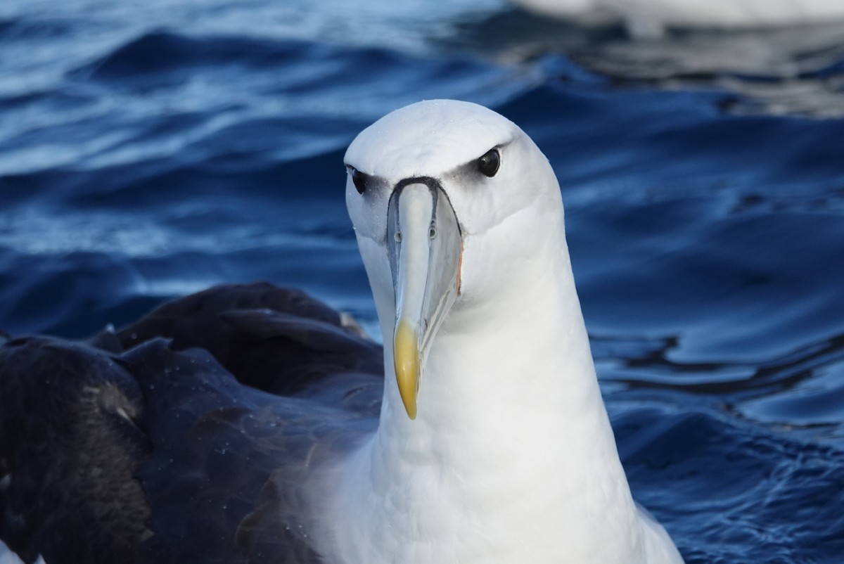 White-capped Albatross - ML623659687