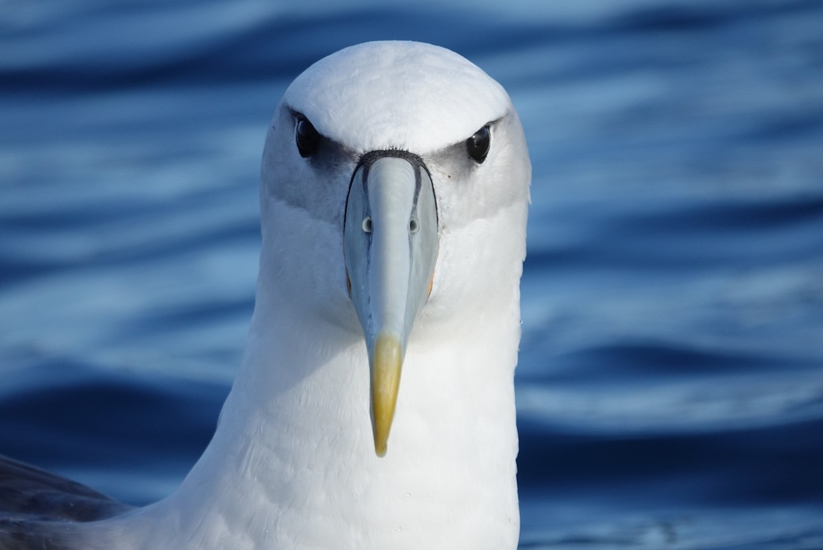 White-capped Albatross - ML623659688