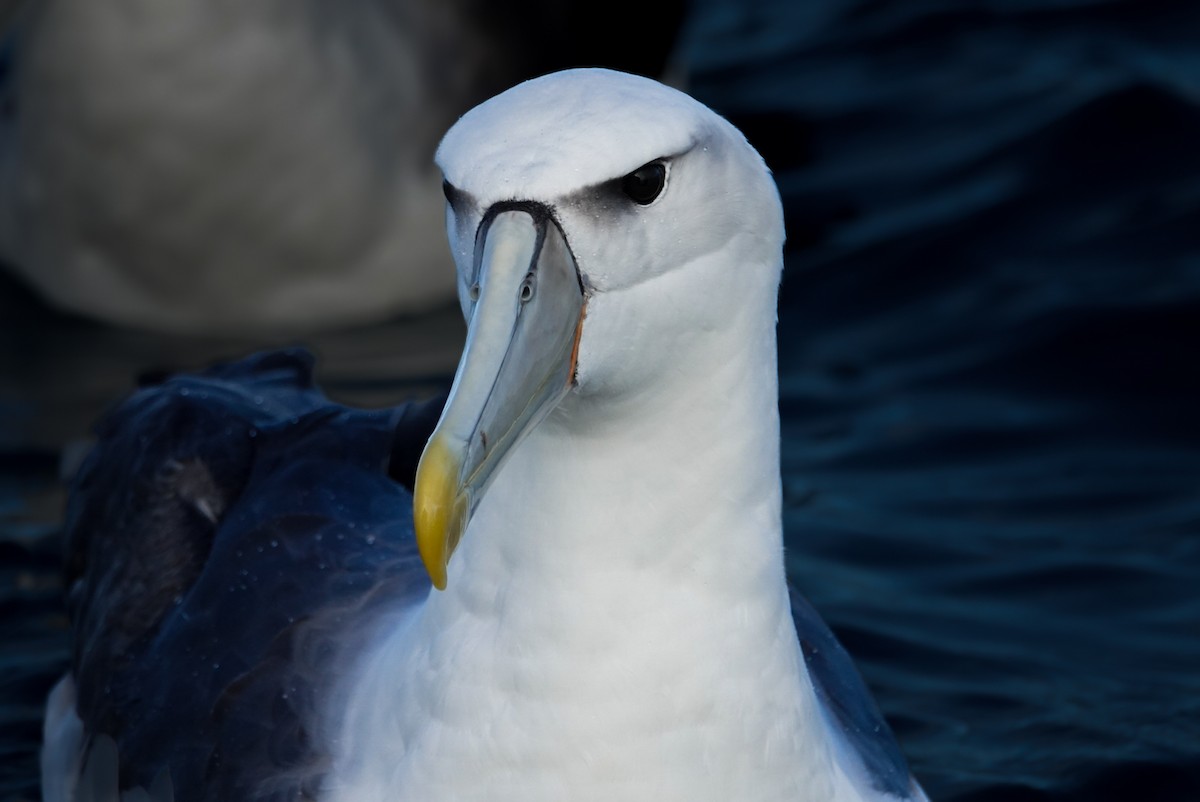 White-capped Albatross - ML623659689