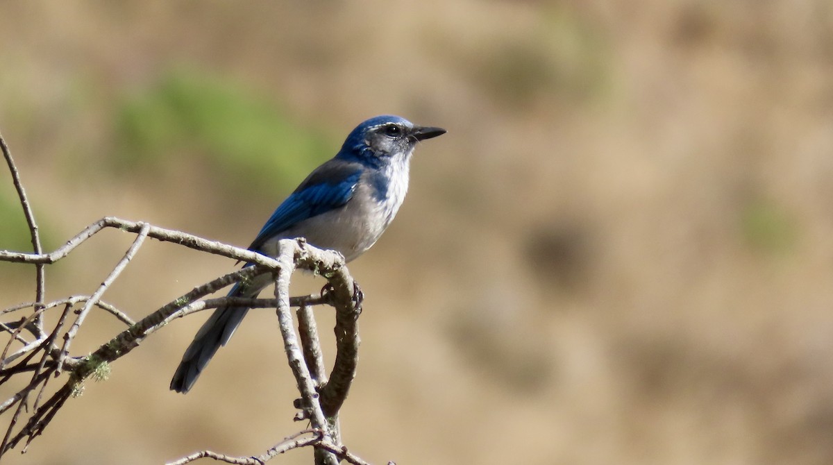 California Scrub-Jay - ML623659690