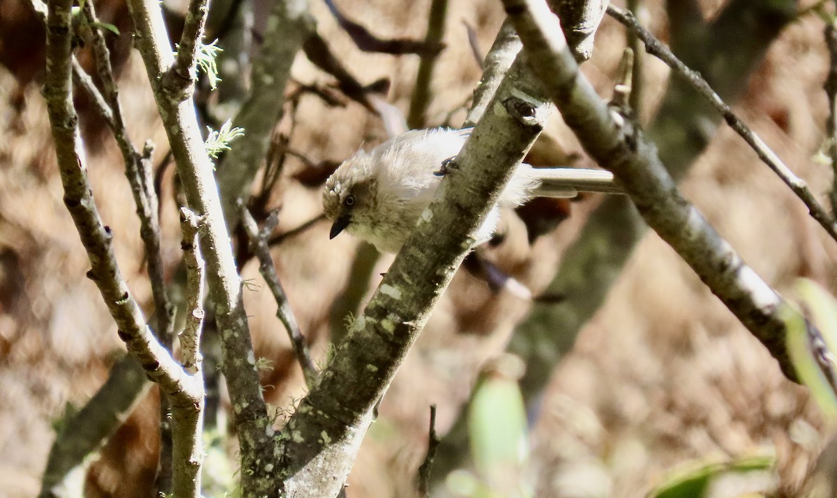 Bushtit - ML623659691