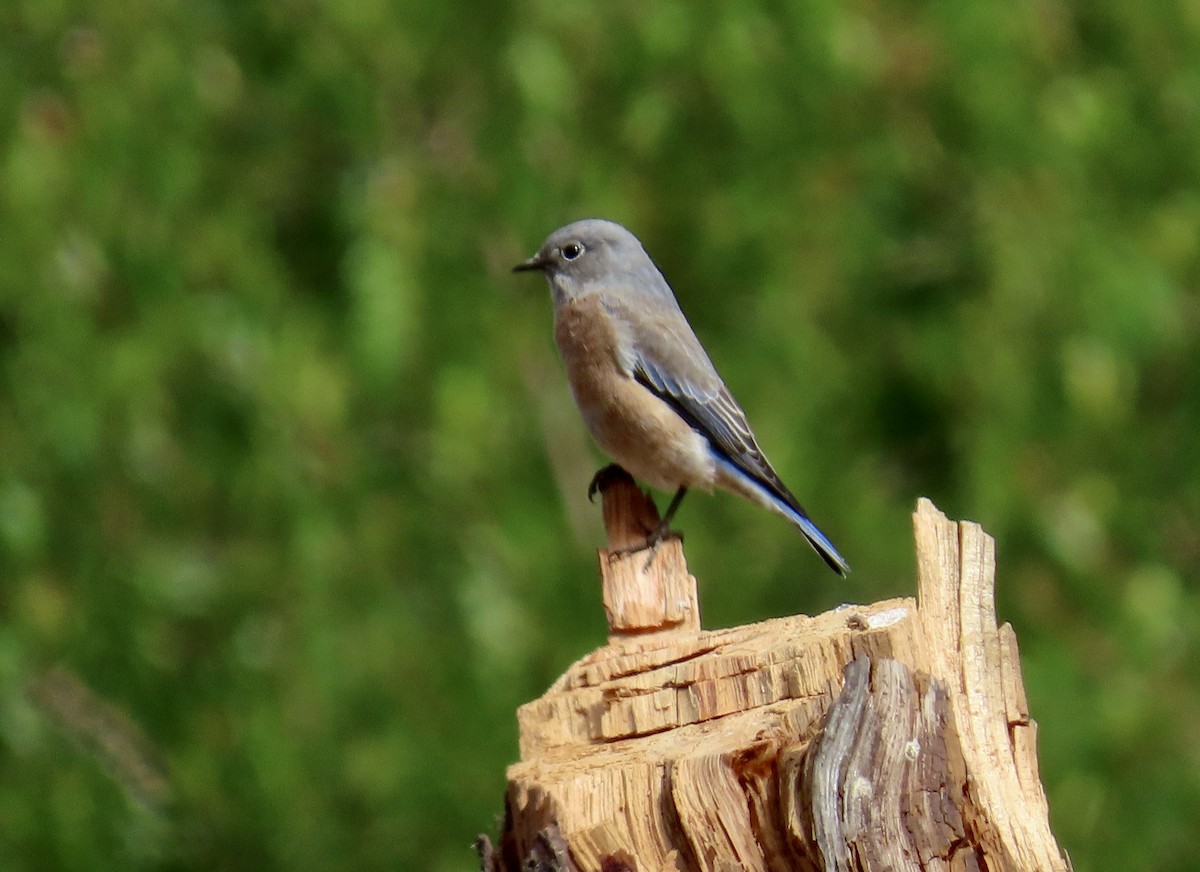 Western Bluebird - Petra Clayton