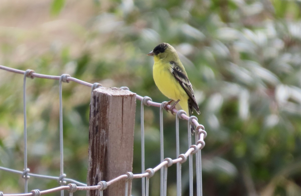 Lesser Goldfinch - ML623659705