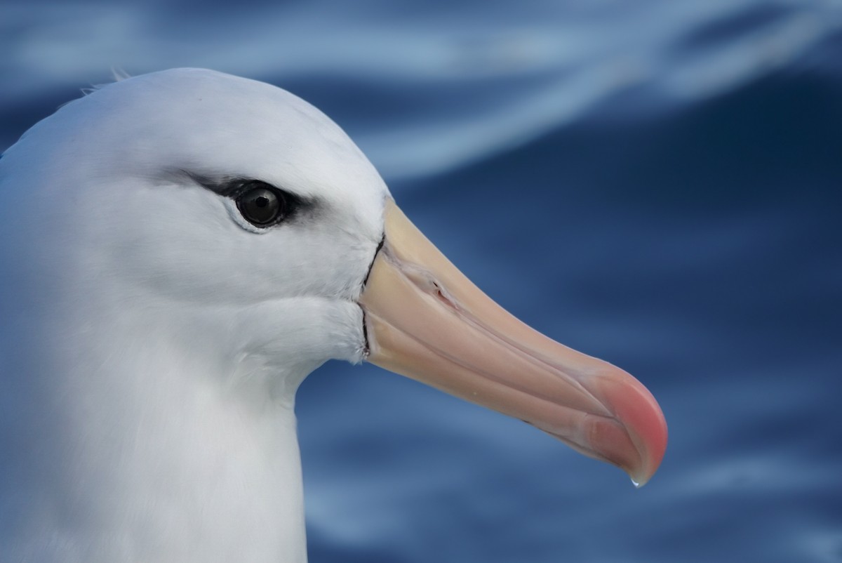 Albatros bekainduna (melanophris) - ML623659708