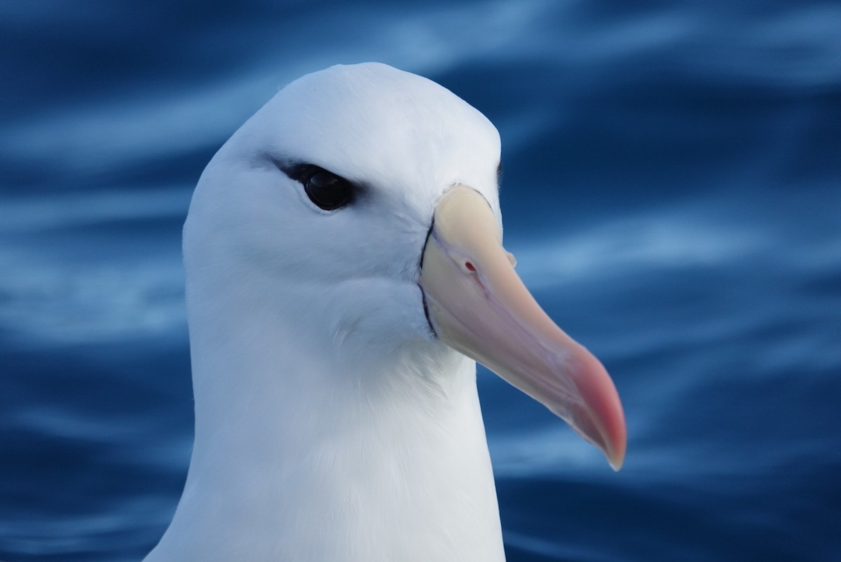 Albatros bekainduna (melanophris) - ML623659709