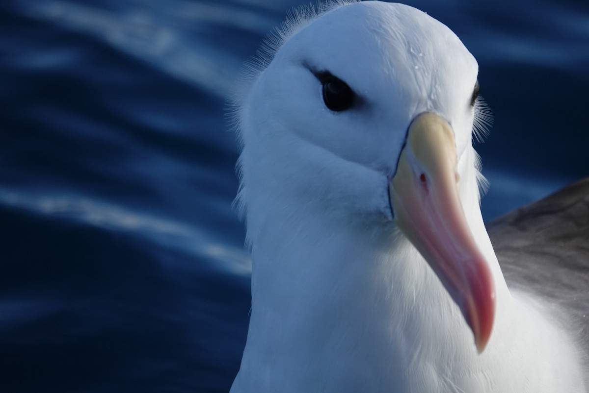 Albatros bekainduna (melanophris) - ML623659710