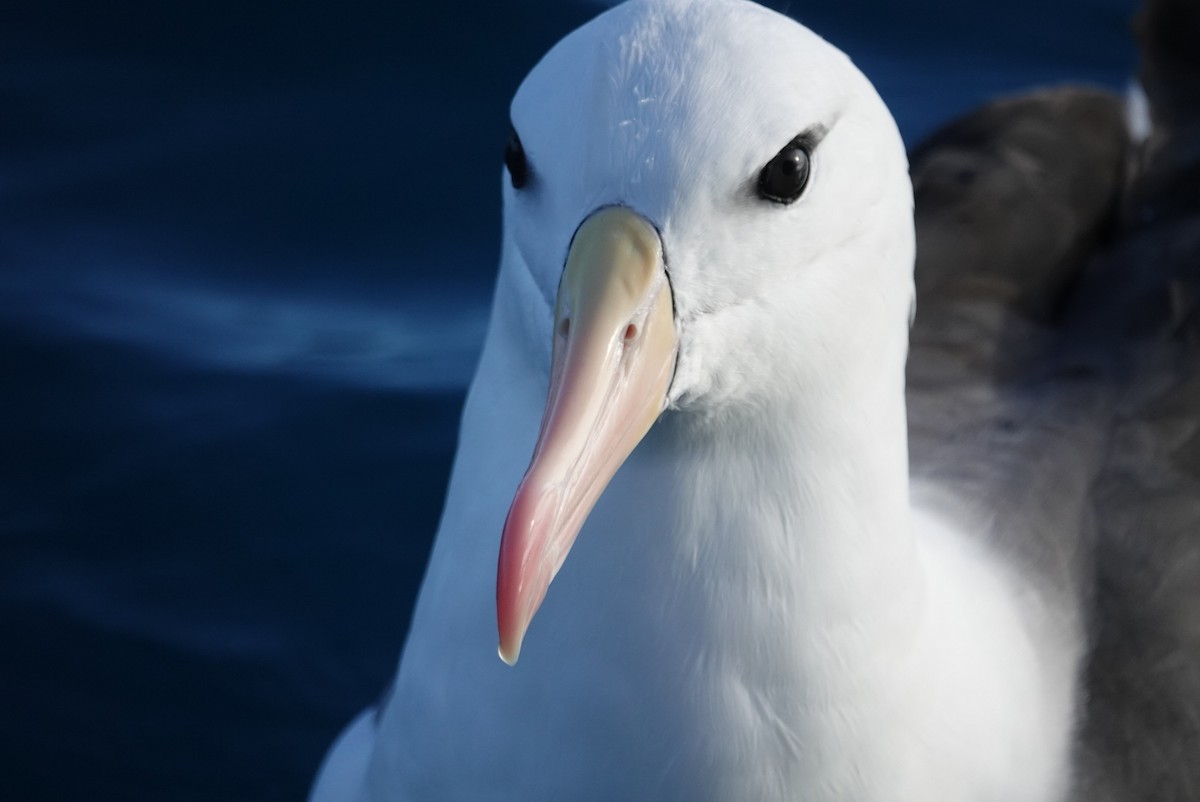 Albatros bekainduna (melanophris) - ML623659711