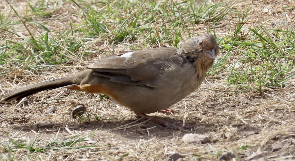 California Towhee - ML623659714