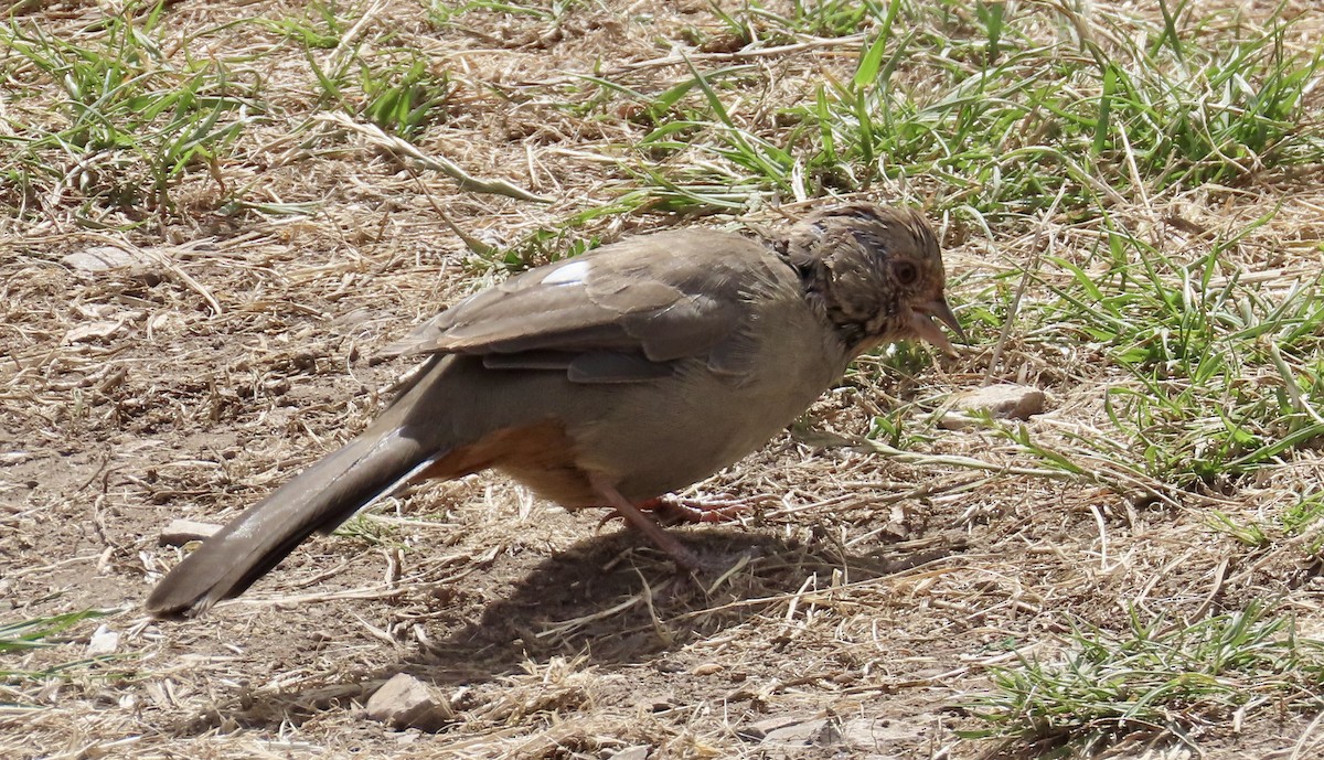 California Towhee - Petra Clayton