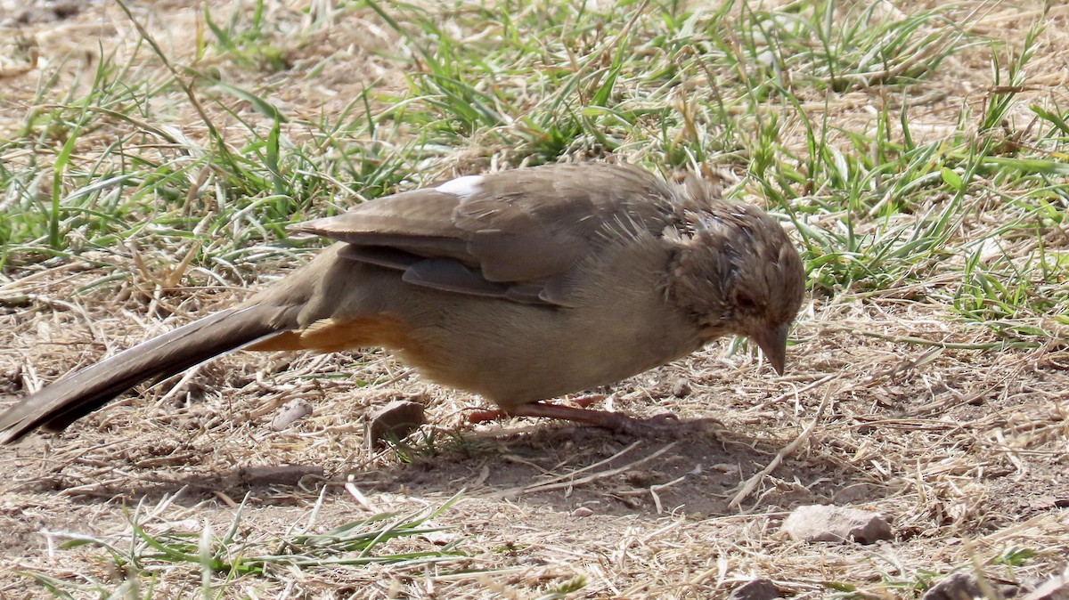 California Towhee - ML623659718