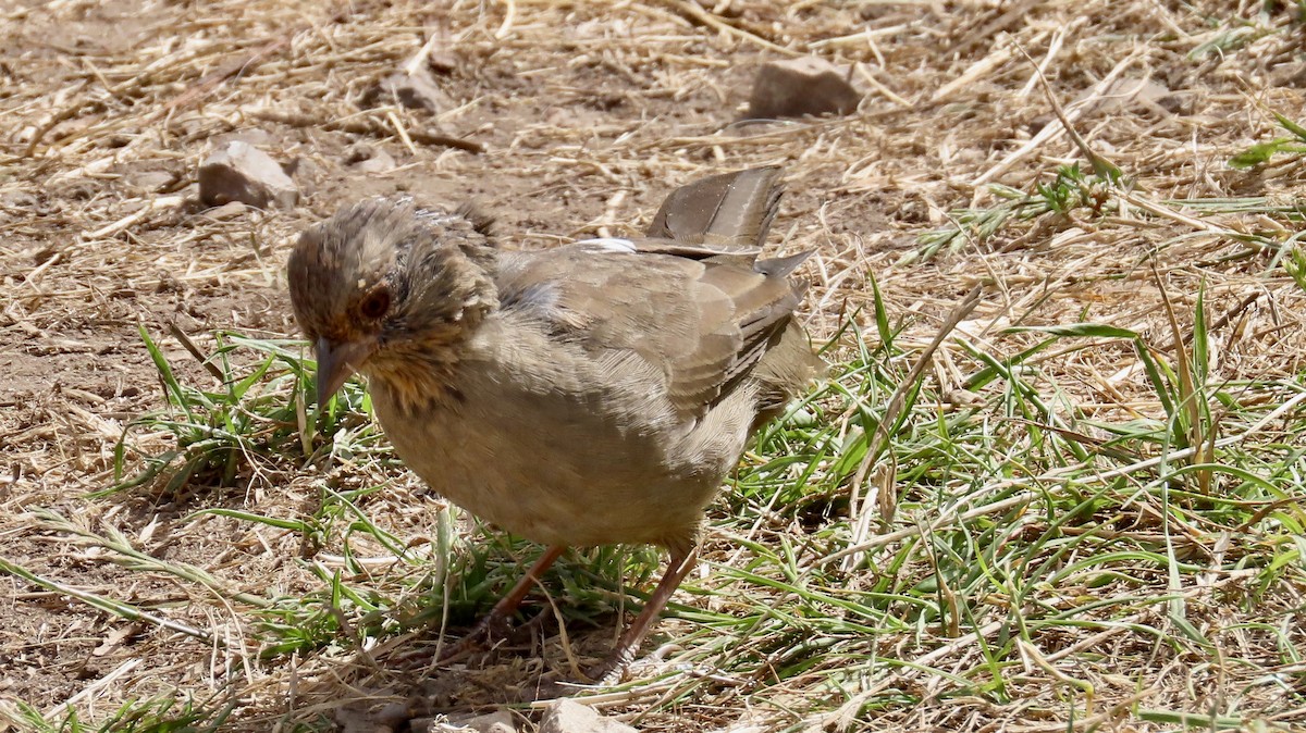 California Towhee - ML623659720