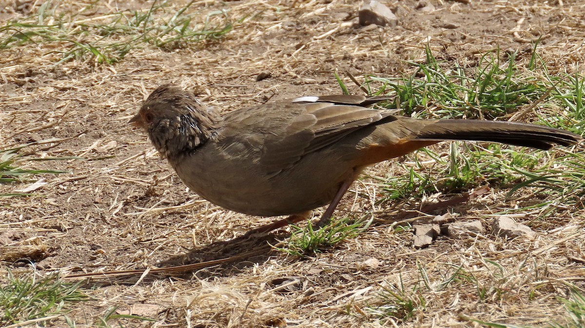 California Towhee - ML623659721