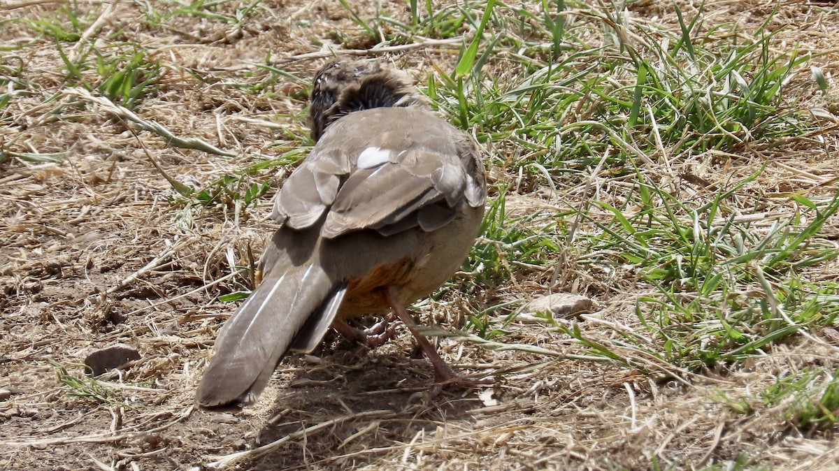 California Towhee - ML623659724