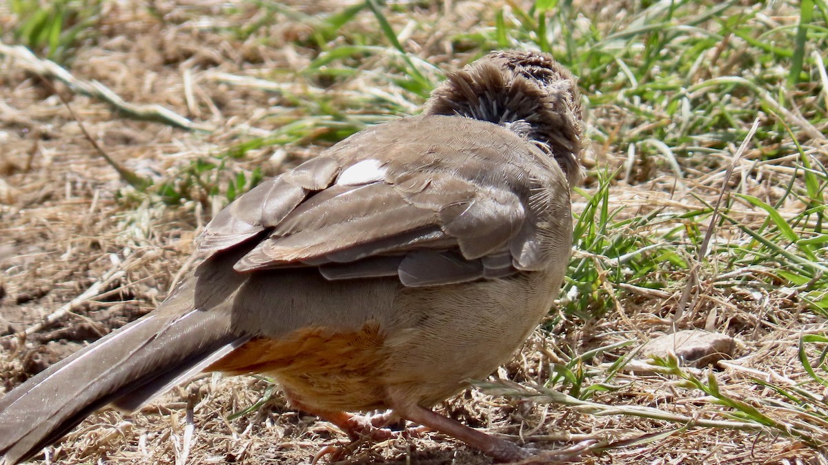 California Towhee - ML623659725