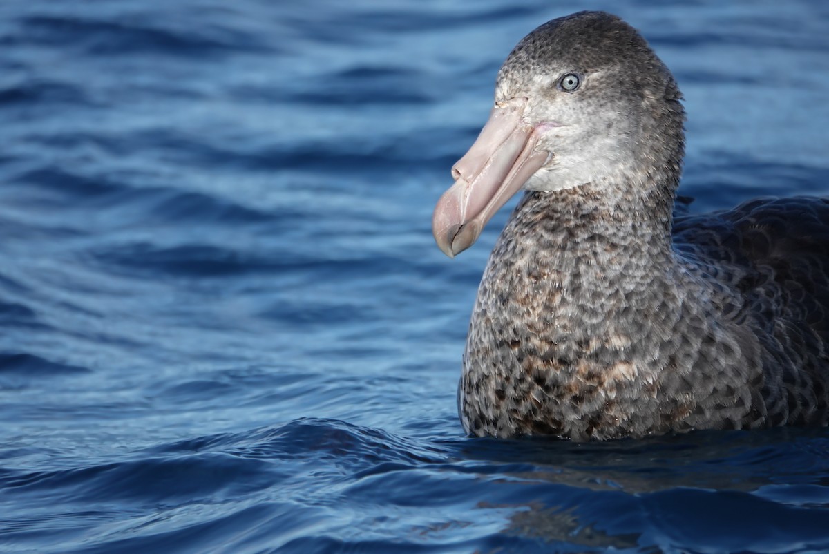 Northern Giant-Petrel - Alfie Benbow