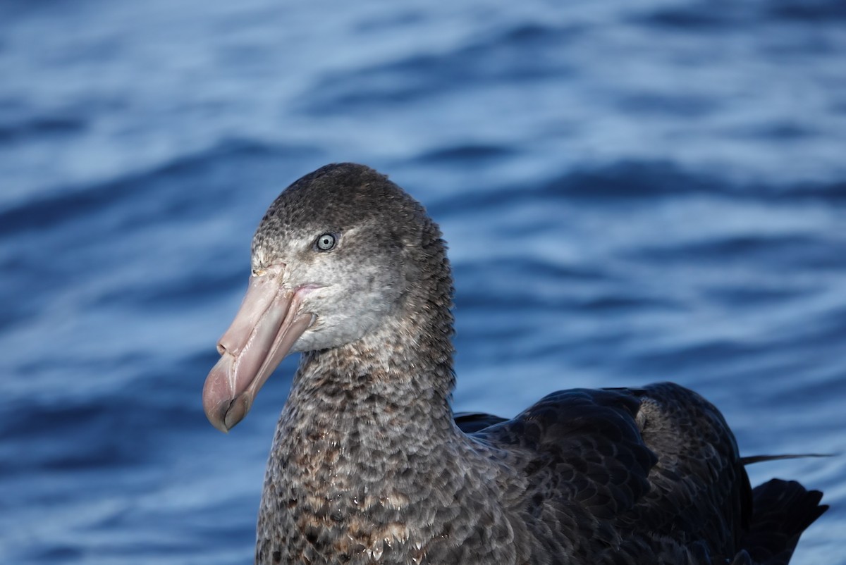 Northern Giant-Petrel - ML623659738