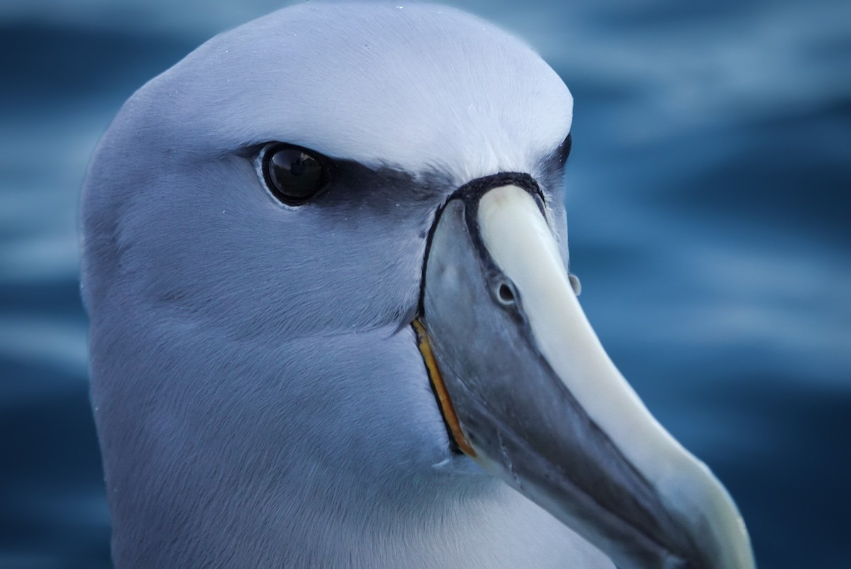 Salvin's Albatross - ML623659761