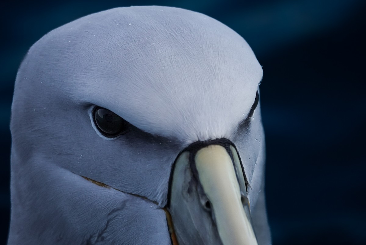 Salvin's Albatross - ML623659762