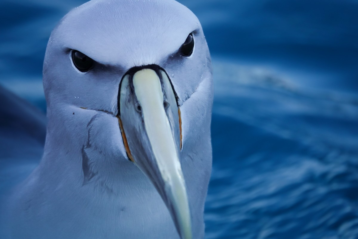 Salvin's Albatross - ML623659763