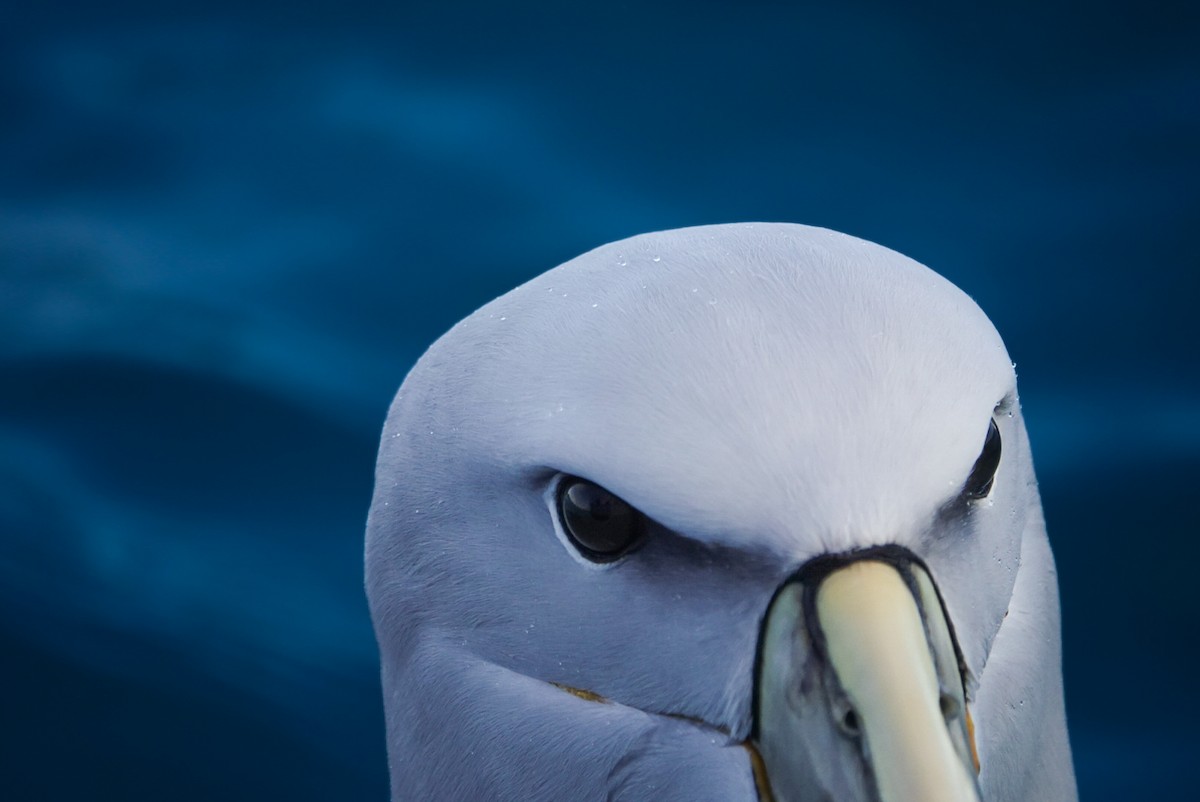 Salvin's Albatross - ML623659765