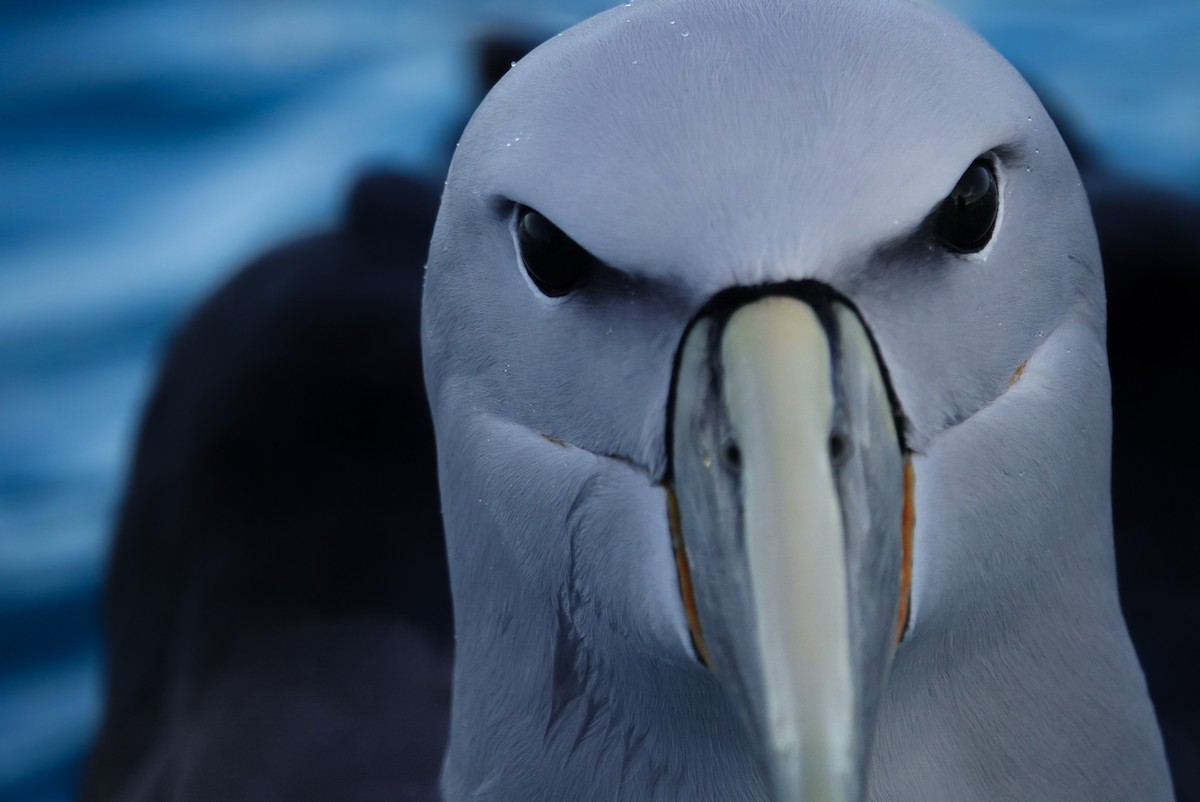 Salvin's Albatross - ML623659766