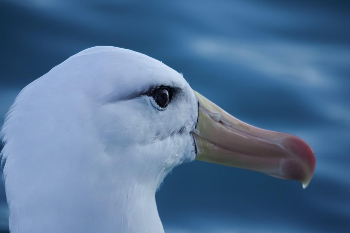 Albatros bekainduna (melanophris) - ML623659779