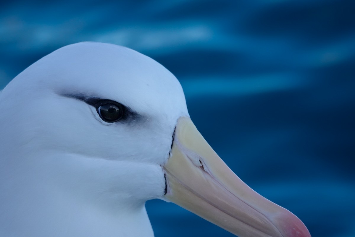 Albatros bekainduna (melanophris) - ML623659780