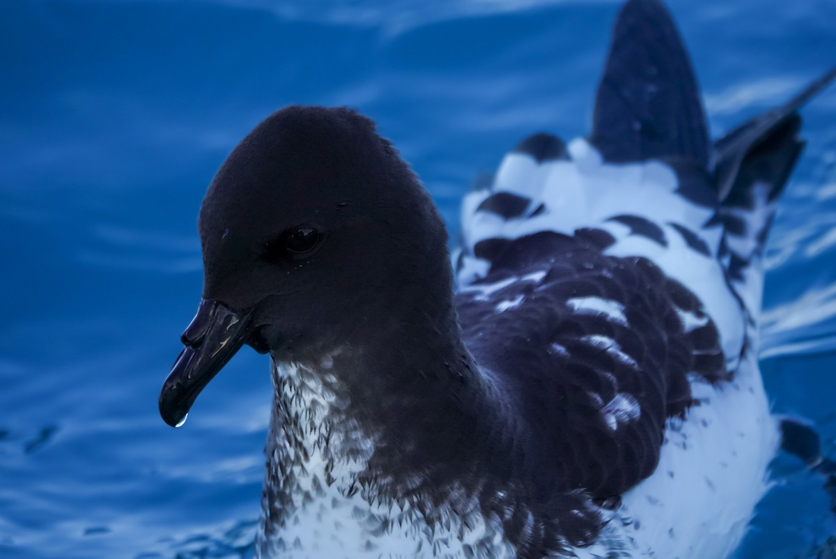 Cape Petrel - ML623659782