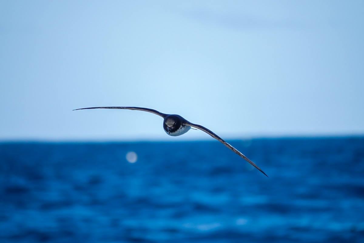 Cape Petrel - ML623659783