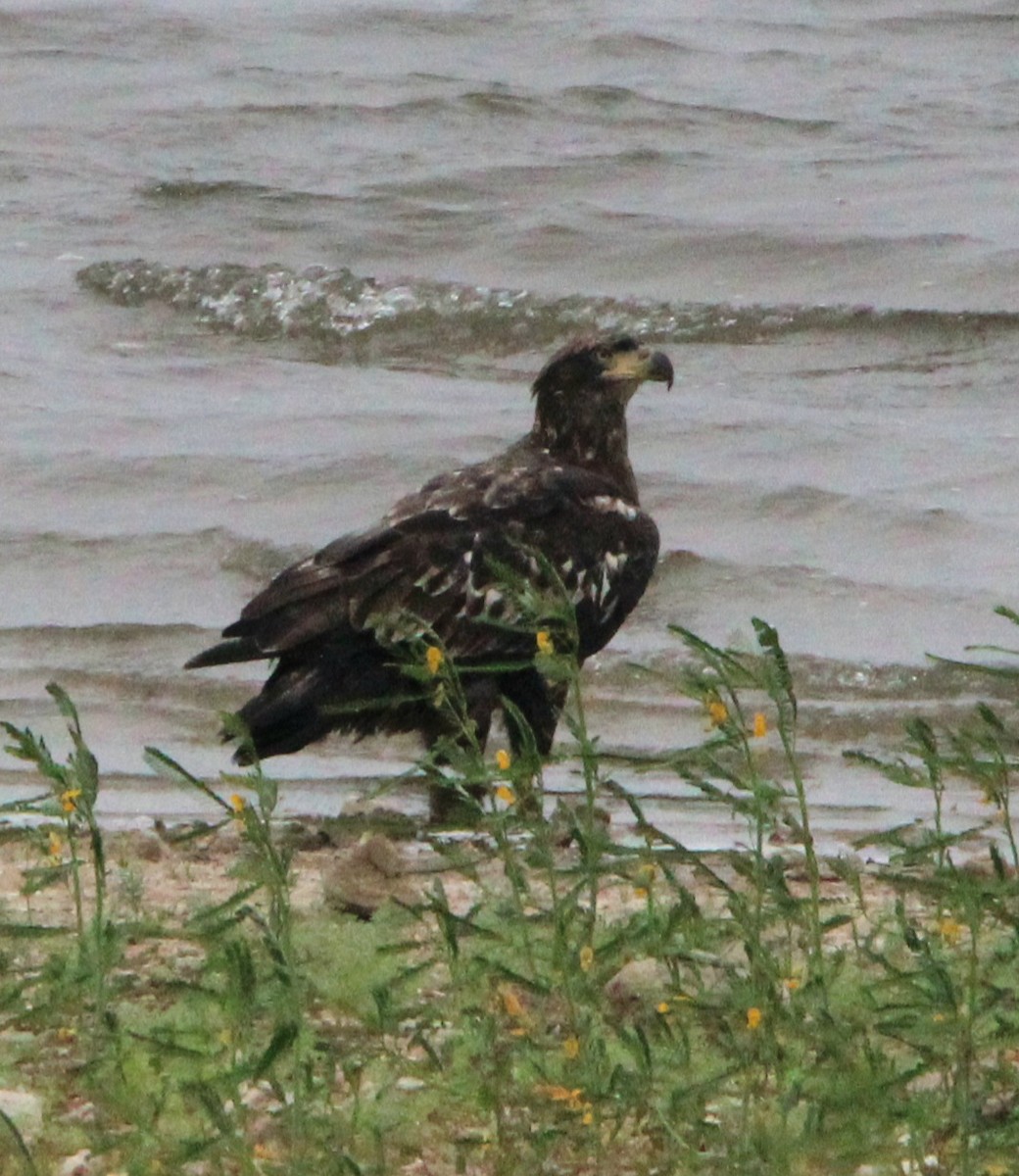 Bald Eagle - ML623659786