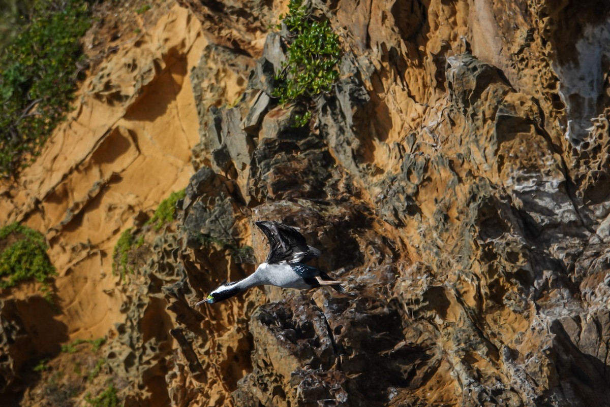 Spotted Shag - ML623659792