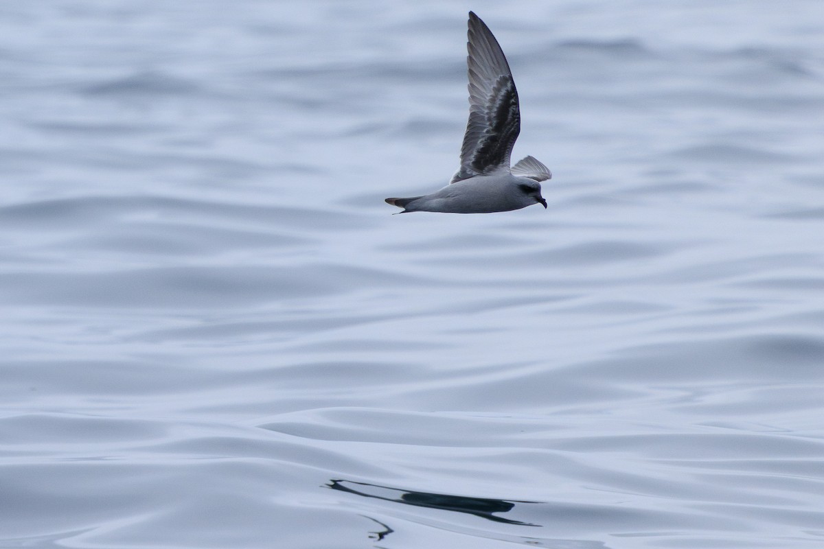 Fork-tailed Storm-Petrel - Eugene Scherba