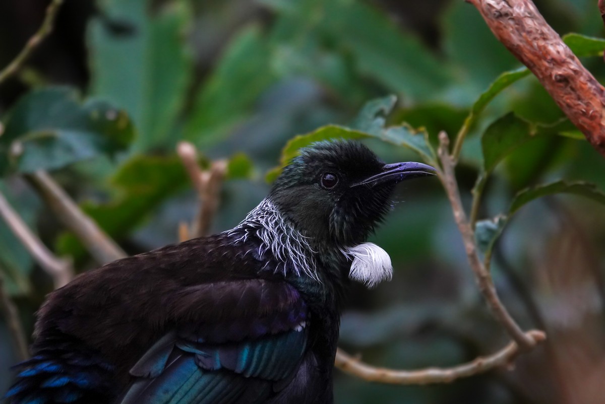 Mielero Tui - ML623659834