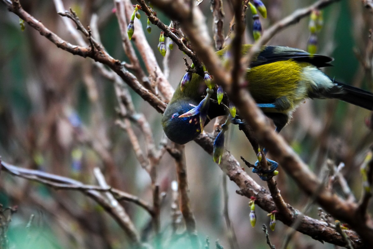 New Zealand Bellbird - Alfie Benbow