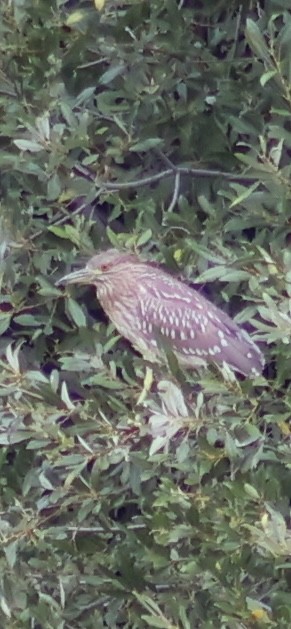 Black-crowned Night Heron - ML623659849