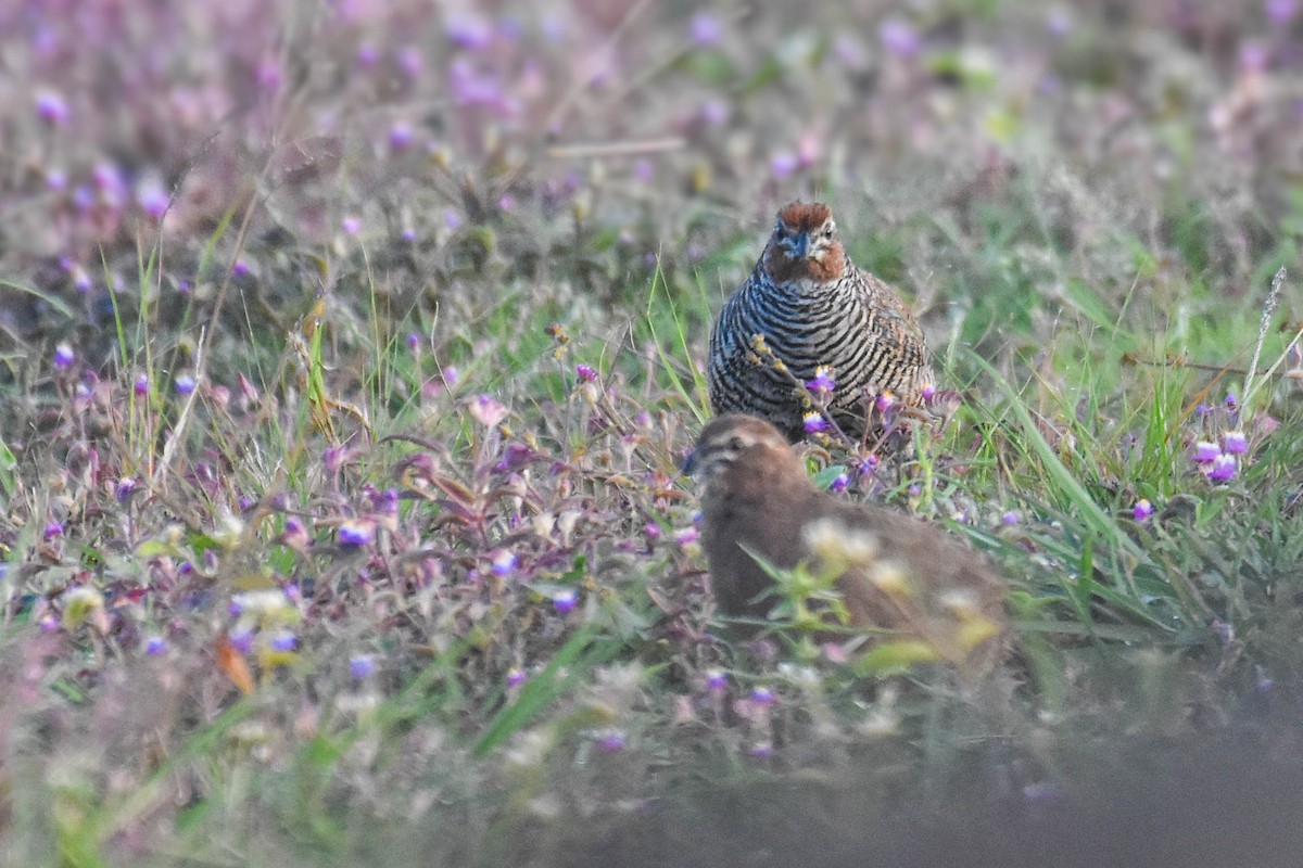 Rock Bush-Quail - ML623659874