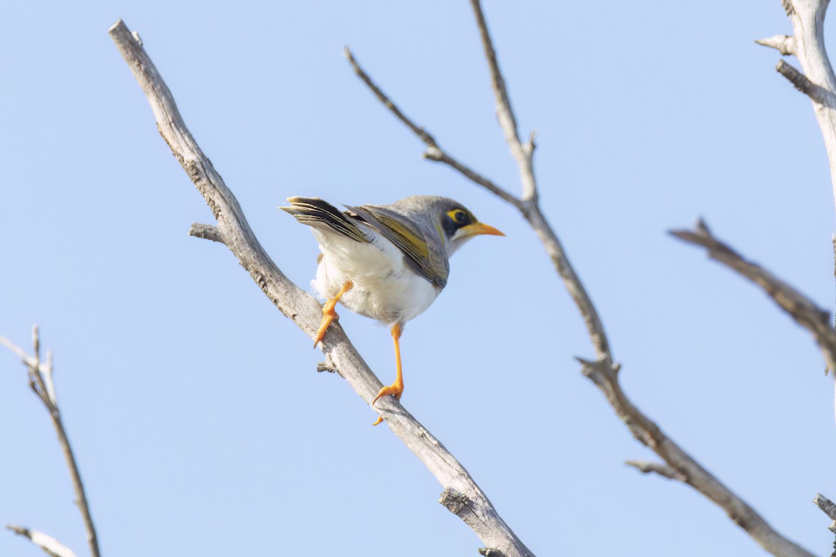 Yellow-throated Miner - ML623659922