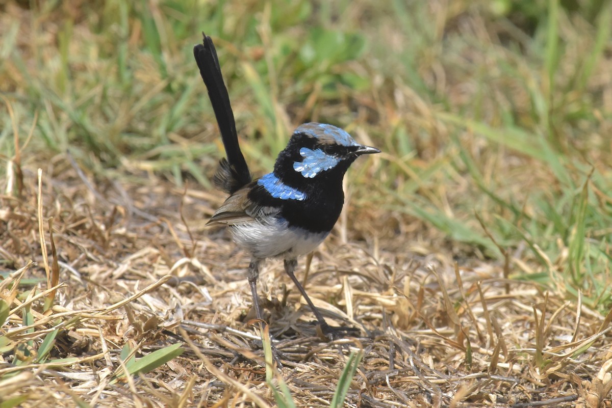 Superb Fairywren - ML623659924