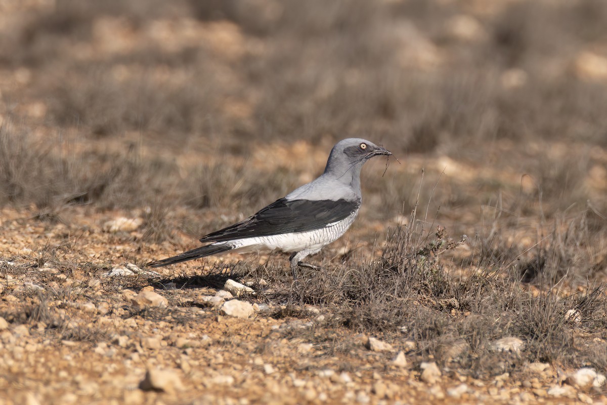 Ground Cuckooshrike - Andreas Heikaus