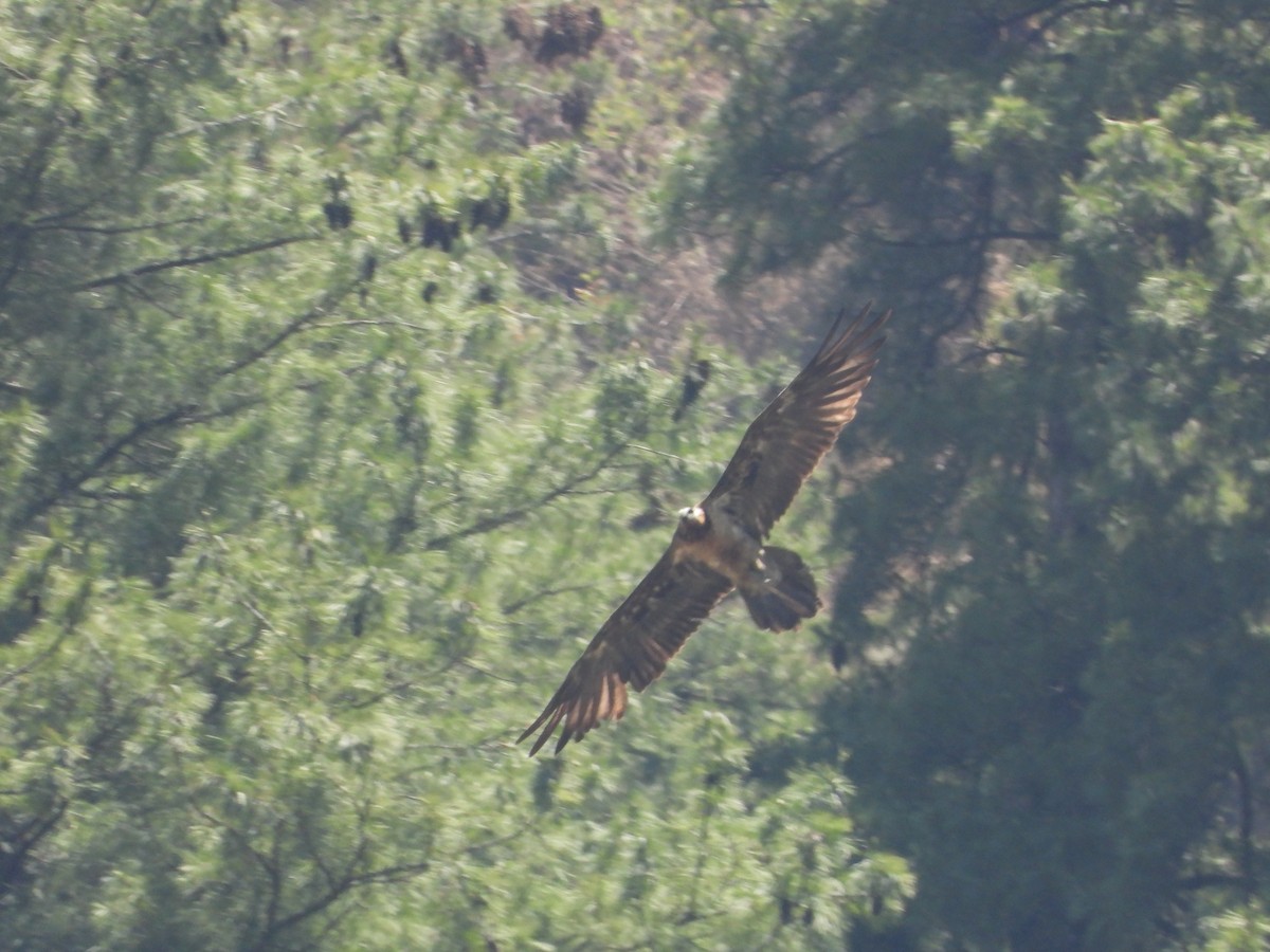 Bearded Vulture - ML623659932