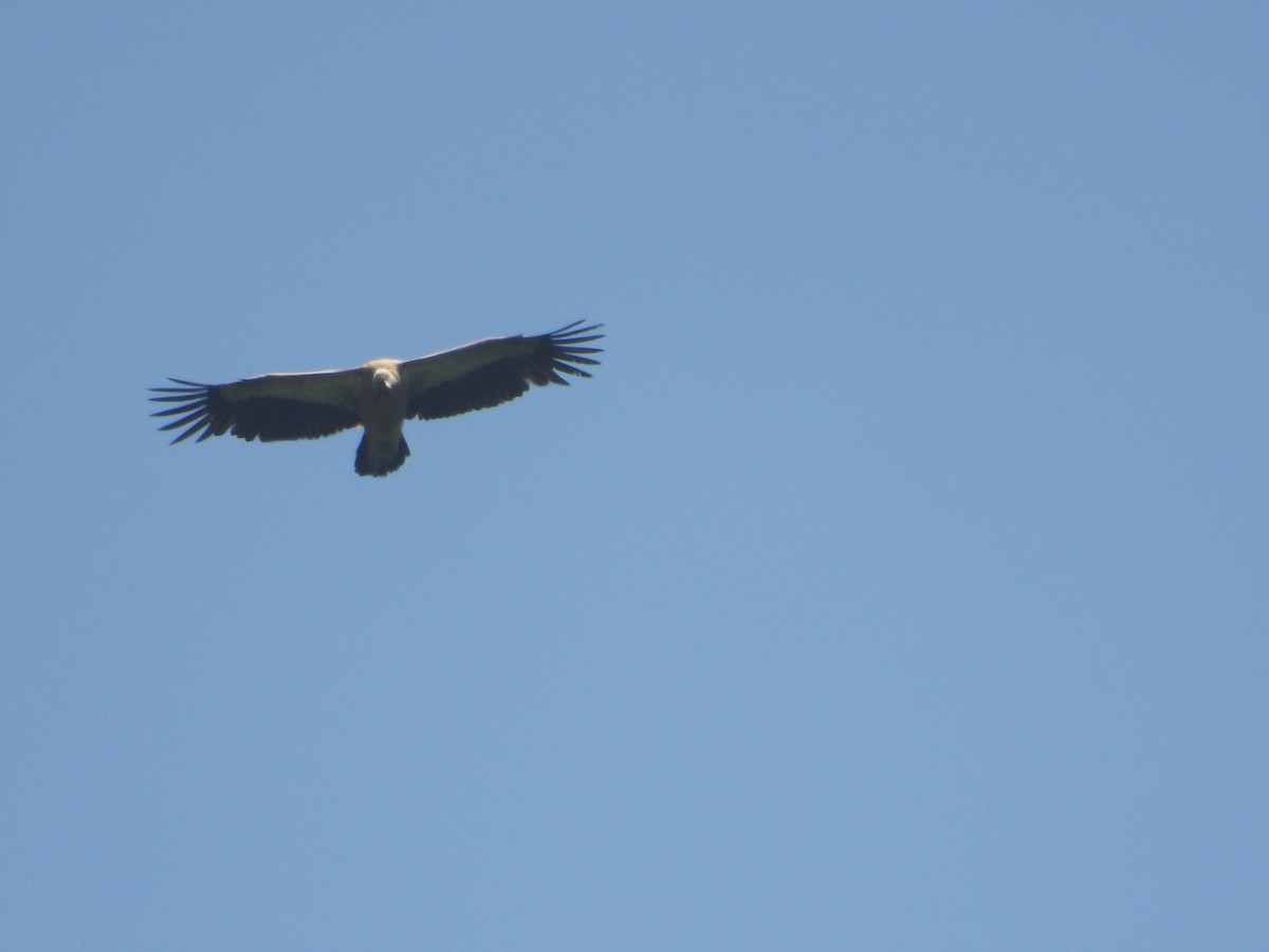 Himalayan Griffon - ML623659937