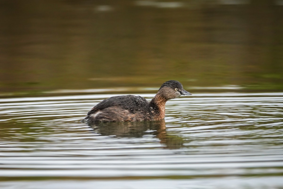 New Zealand Grebe - Alfie Benbow