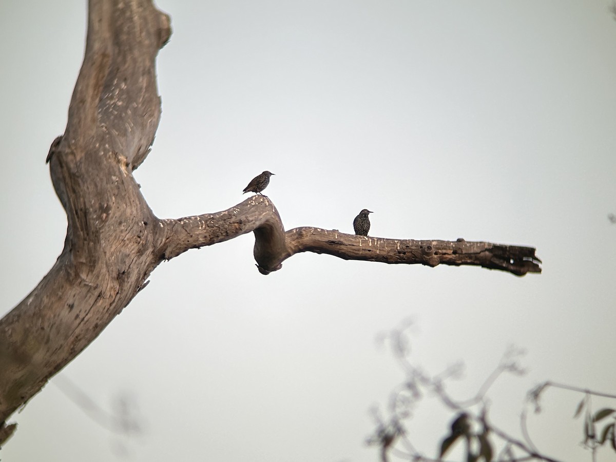 European Starling - ML623659950