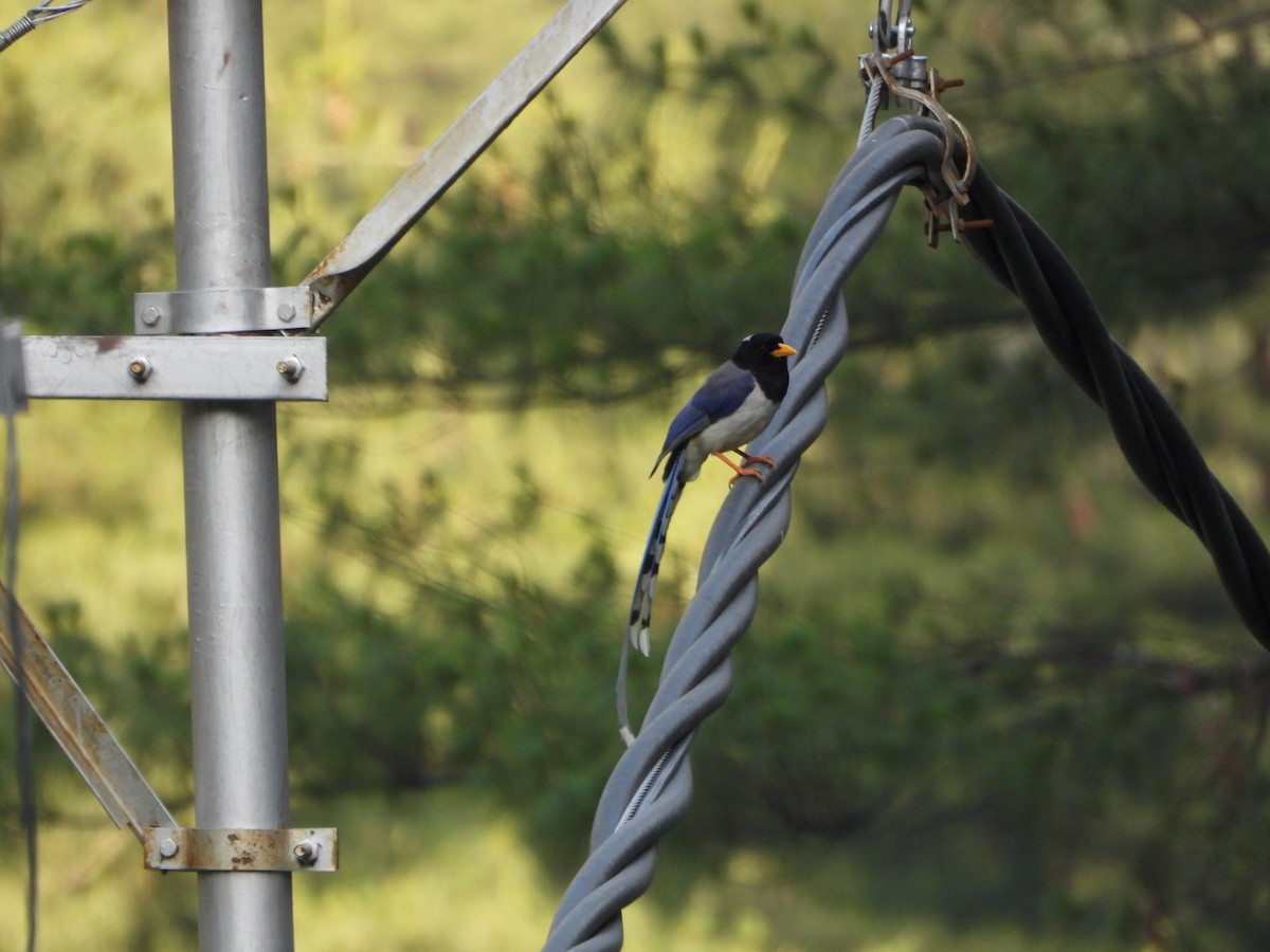 Yellow-billed Blue-Magpie - ML623659969