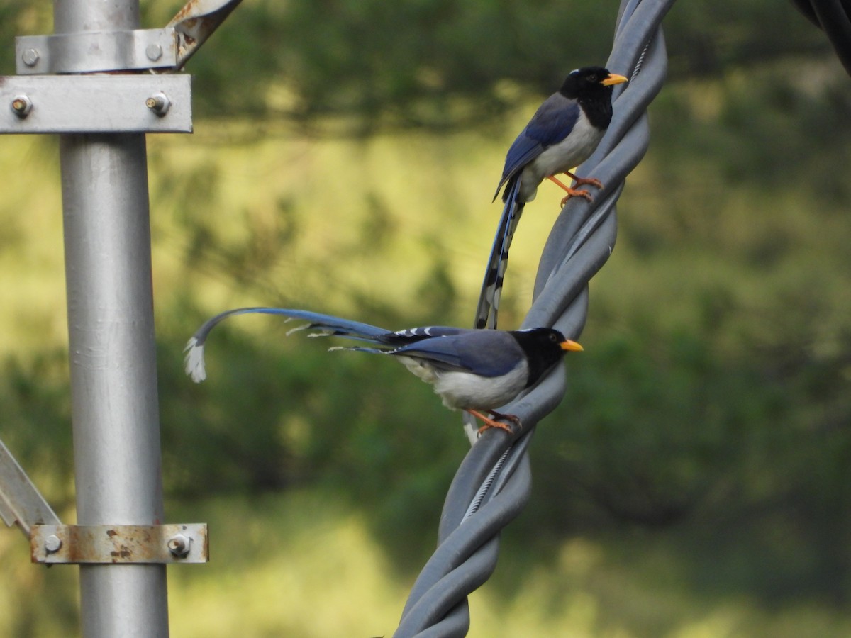 Yellow-billed Blue-Magpie - ML623659970