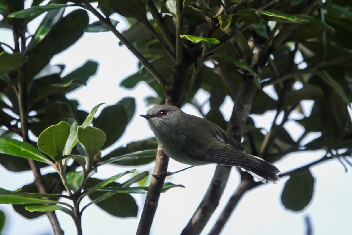 Gray Gerygone - ML623659973