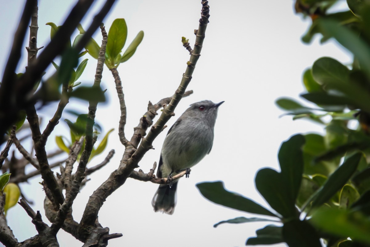 Gray Gerygone - ML623659974