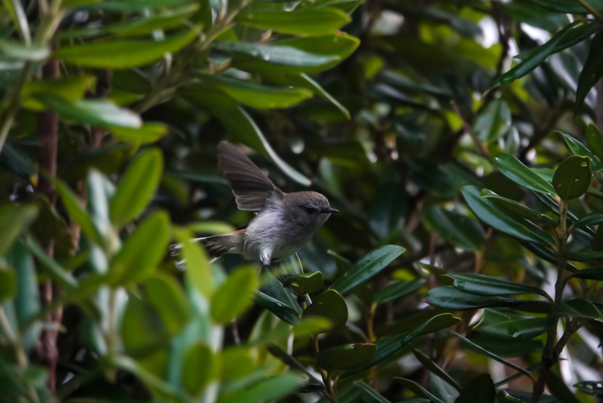 Gray Gerygone - ML623659976