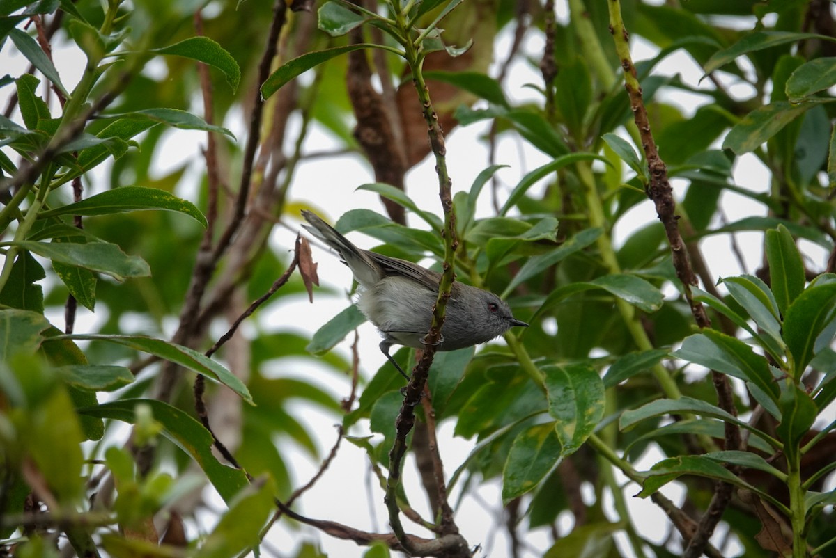 Gray Gerygone - ML623659977