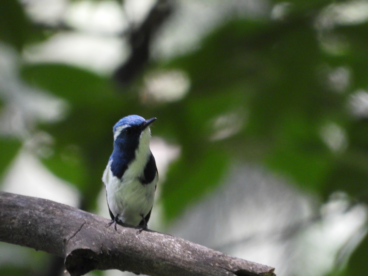 Ultramarine Flycatcher - ML623659980